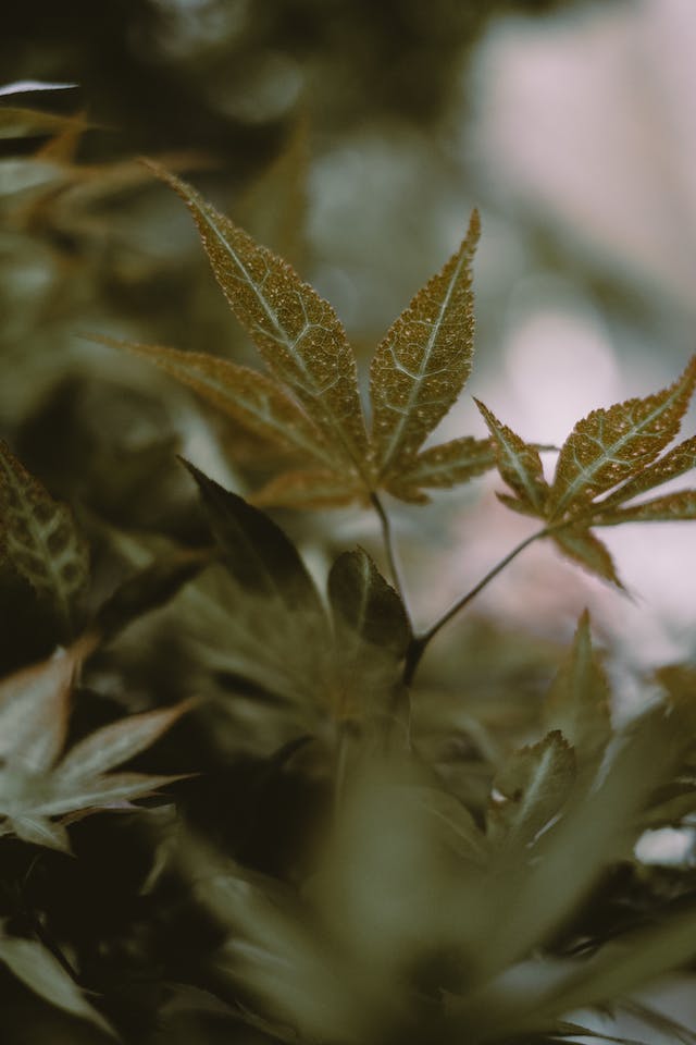 Which CBD is Best for You2