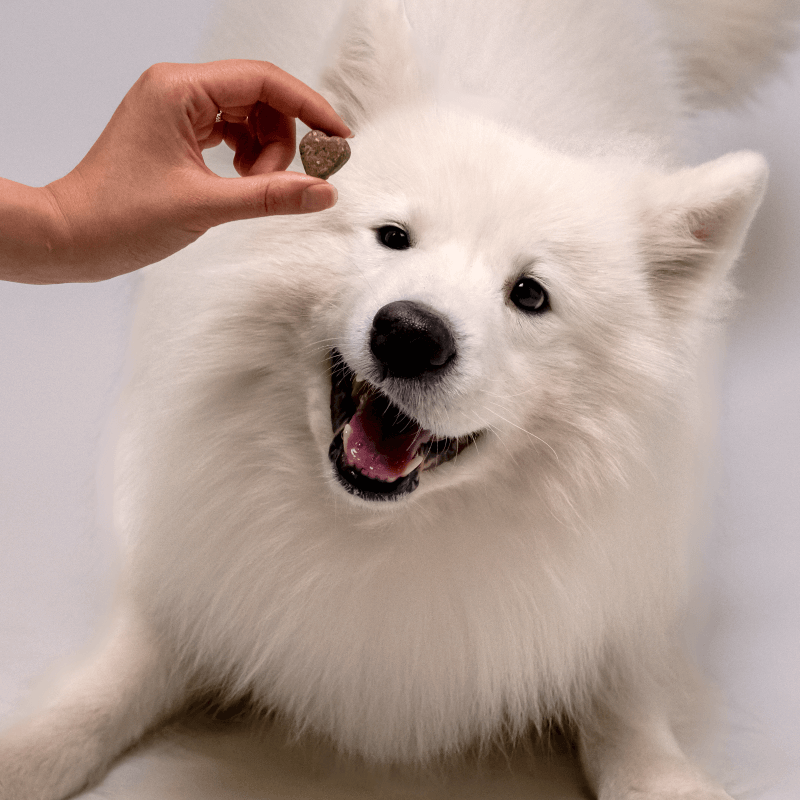 Pet-Treats_Life-Style